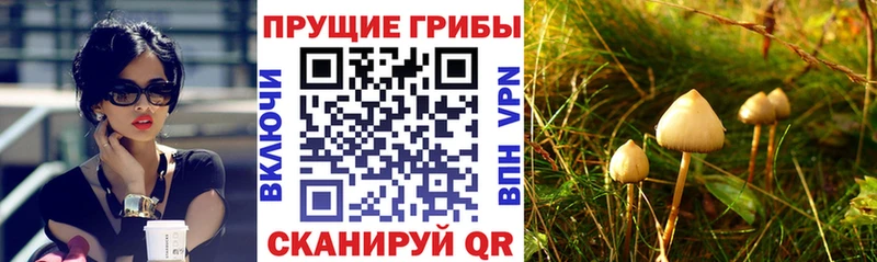 купить наркотик  Балашиха  дарк нет телеграм  Галлюциногенные грибы Cubensis 